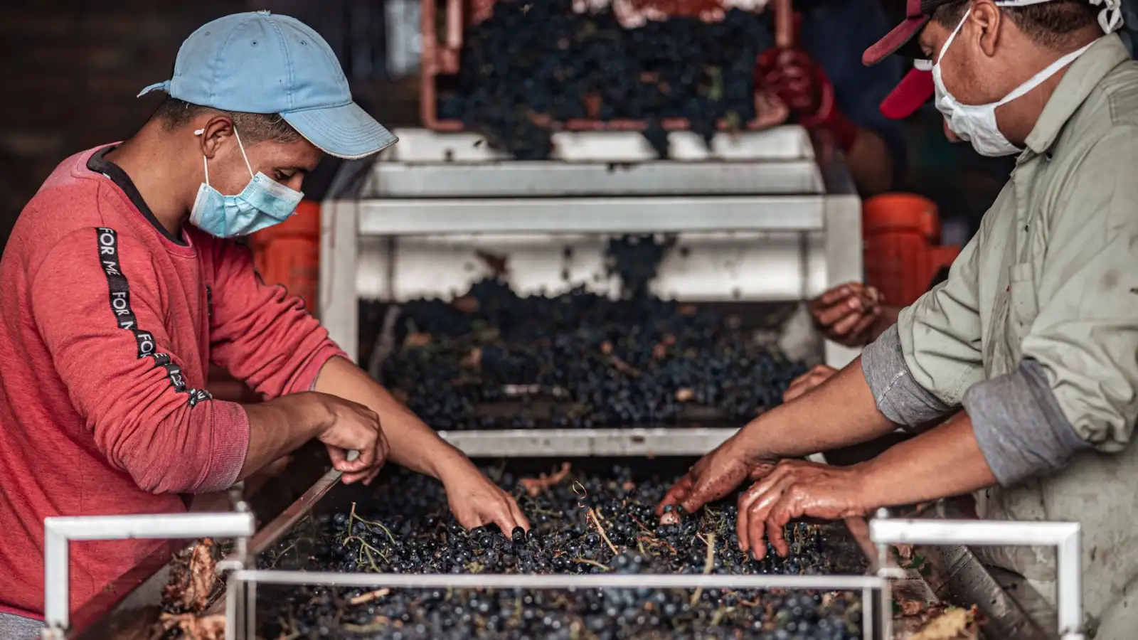 2025年低度酒饮市场趋势与葡萄酒消费新动向分析正文配图 1